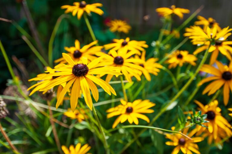 Perenner: Lättskötta växter som blommar om och om igen