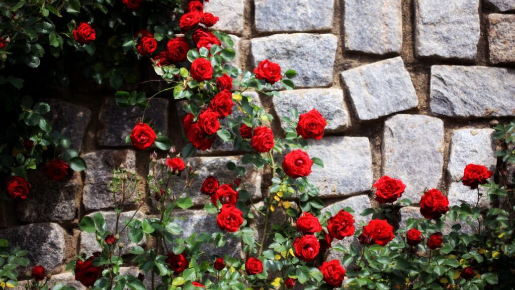 climbing roses