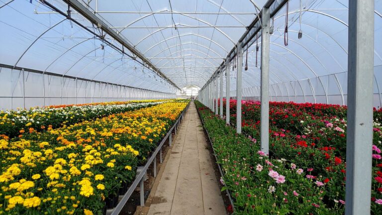 Belysning i växthus och trädgård – så får du både växter och stämning att blomstra